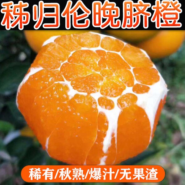湖北秭归 春橙 伦晚新鲜橙子甜橙新鲜水果现摘现发脐橙10斤包邮