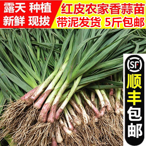 【顺丰包邮】农家新鲜蒜苗紫皮小香蒜嫩红皮大蒜叶子青蒜蔬菜5斤_虎窝淘