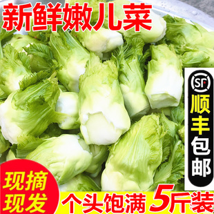 【顺丰包邮】农家自种新鲜嫩儿菜 娃娃菜抱儿菜榨菜嫩儿仔蔬菜5斤