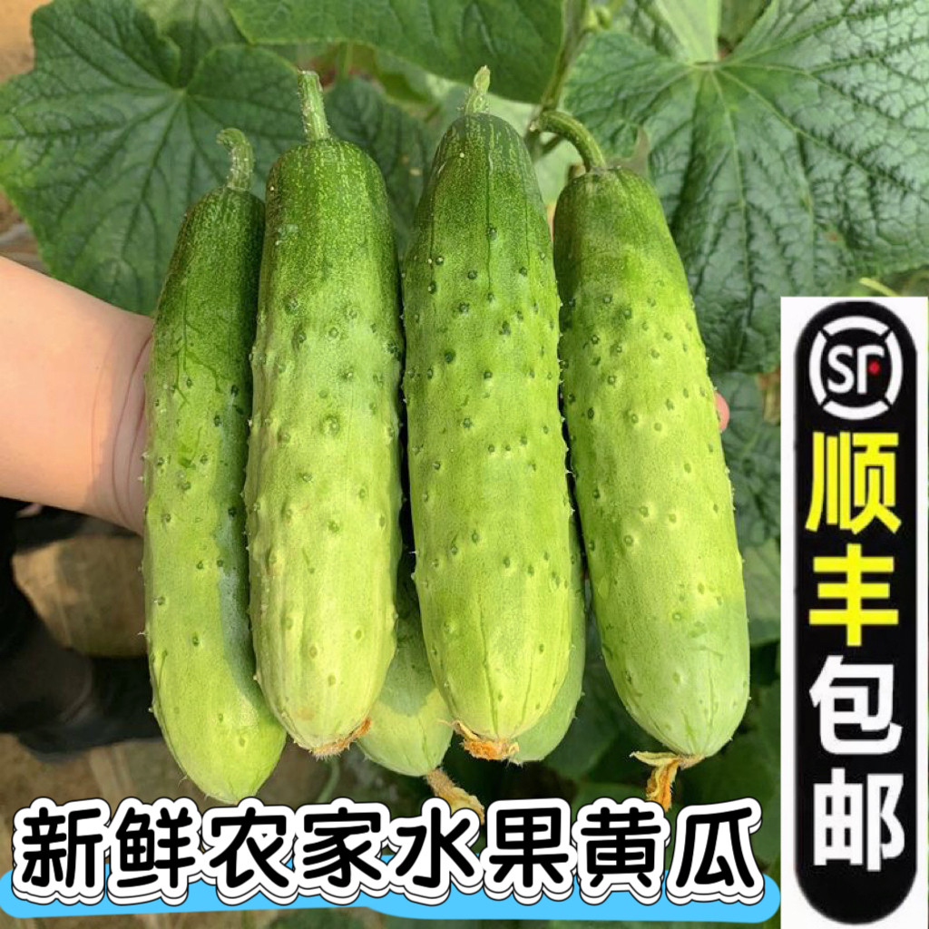 【顺丰包邮】农家自种新鲜小水果黄瓜 白玉旱黄瓜现摘脆甜生吃5斤图片