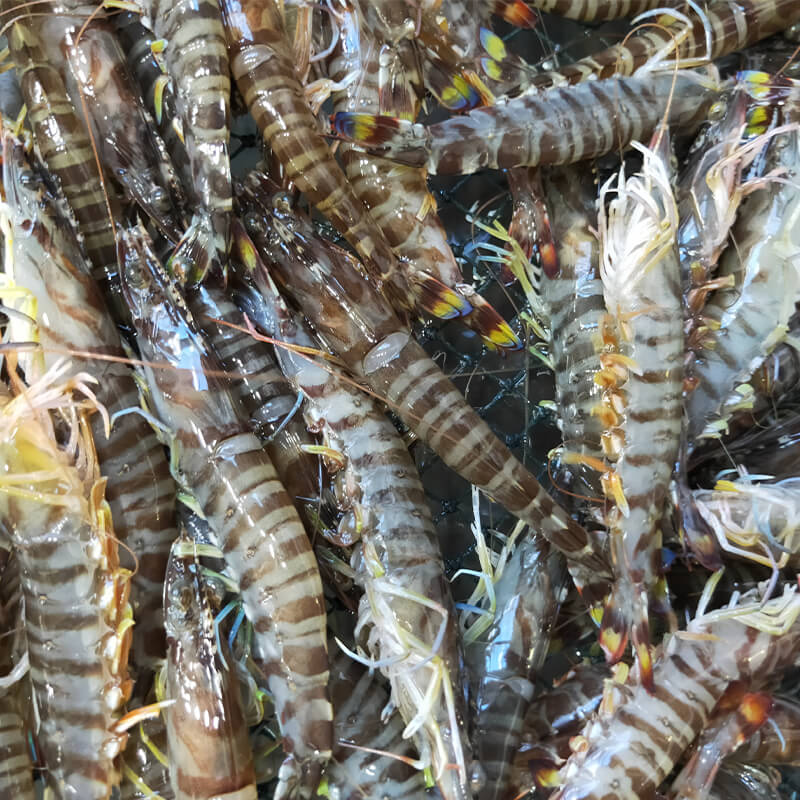 500g北京闪送鲜活海鲜基围虾九节虾竹节虾海白虾水产活虾明虾-封面