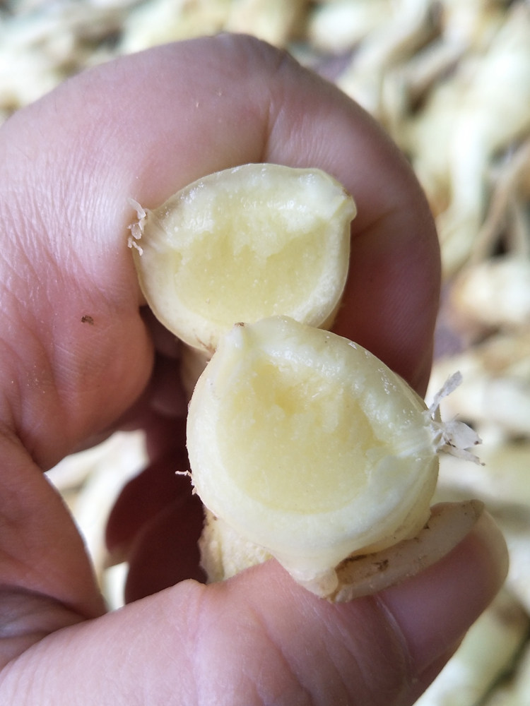 嫩姜姜芽仔姜新鲜包邮五斤山东生姜醋泡姜红芽姜生姜小嫩姜芽鲜姜