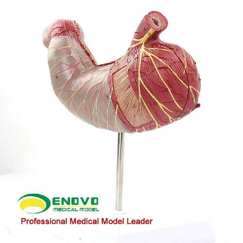 人体胃解剖模型腹腔消化解剖
