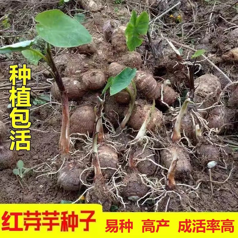 江西红芽芋种子苗农家旱芋头种植苗红芽芋头种香糯小香粉赣南芋种