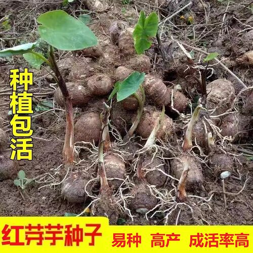 江西新鲜芋头农家自种现挖现发