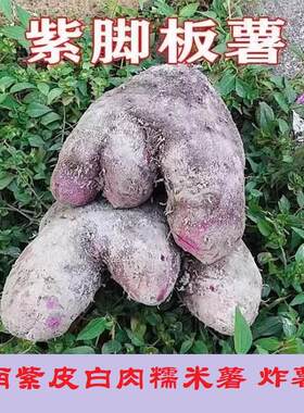 江西紫皮脚板薯赣南新鲜山药