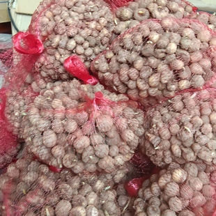 野生滴水珠中药材一粒珠石半夏种球一枝花五滴珠独龙珠蛇珠种籽