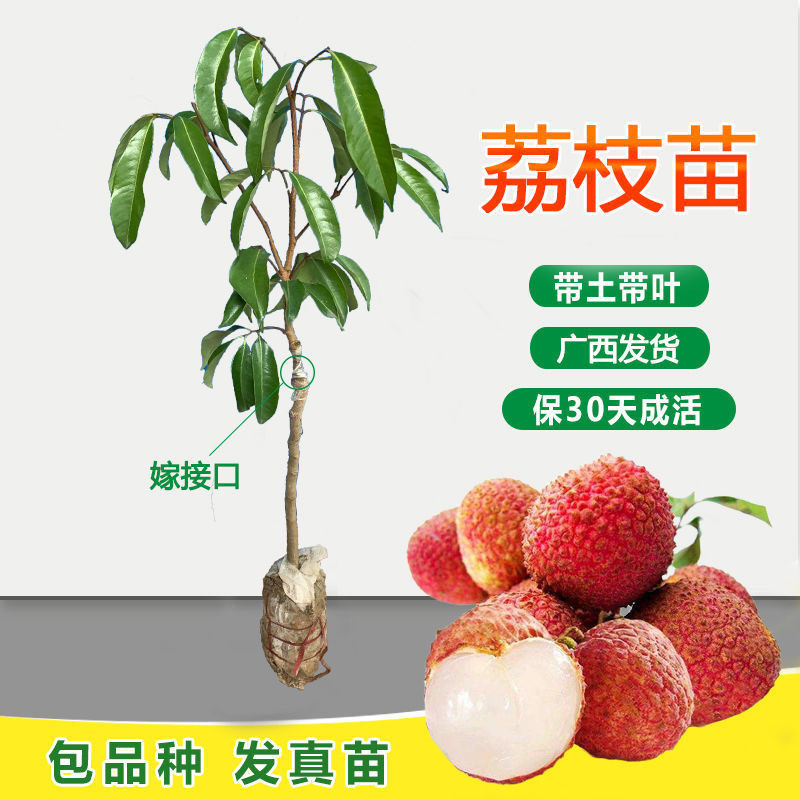 荔枝苗仙进奉岭丰糯越州红观音绿荔枝荔枝荔枝荔枝树嫁接盆栽果树