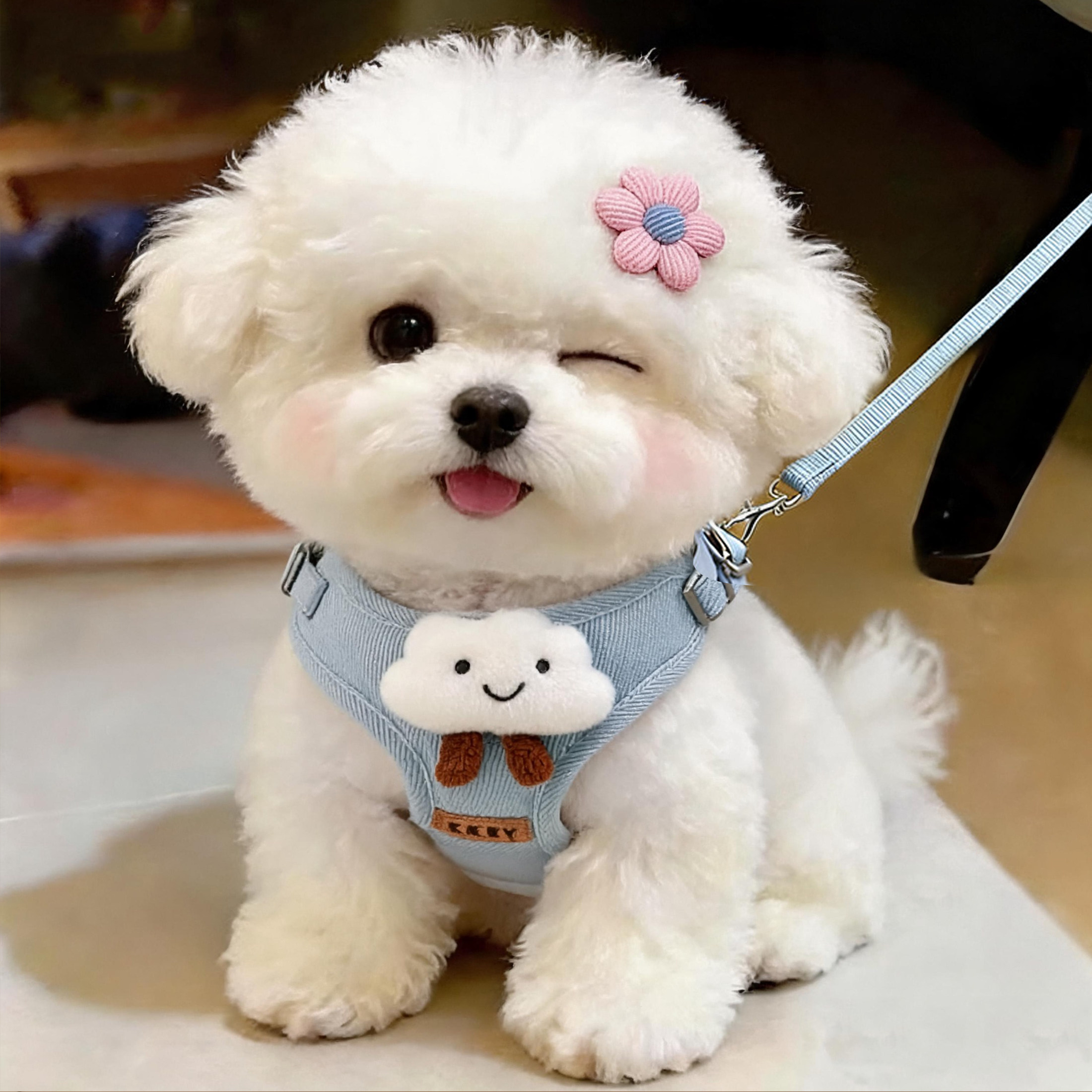 狗狗牵引绳小型犬比熊专用背心式云朵胸背带遛猫绳外出专用防逃脱图片