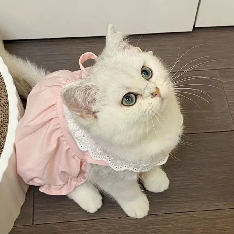 猫咪衣服可爱公主裙夏季薄款狗狗图片