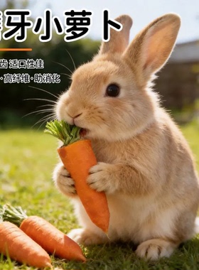 兔子磨牙棒胡萝卜仓鼠造景兔兔零食磨牙解闷玩具龙猫豚鼠宠物零食