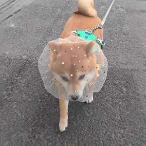 狗狗防误食防舔透气头纱嘴套