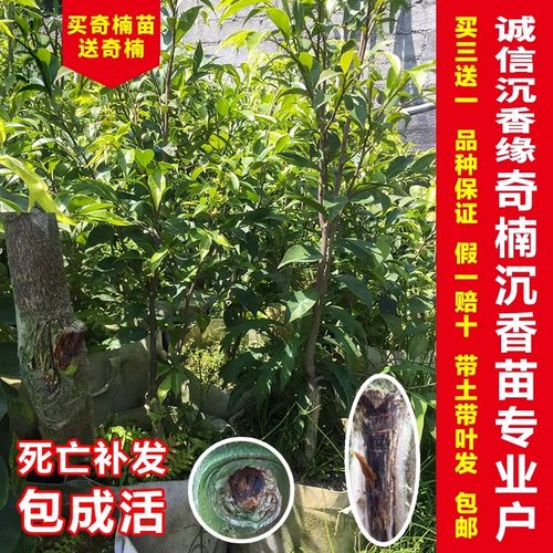 一代奇虎棋楠稀有名贵沉香树苗