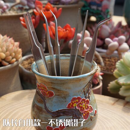 队长家 精制不锈钢镊子 弯头圆头镊子 多肉种植专用工具