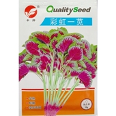 彩虹一苋苋菜种子耐抽苔红圆叶汉汗旱菜花红红绿相间种籽15克 袋