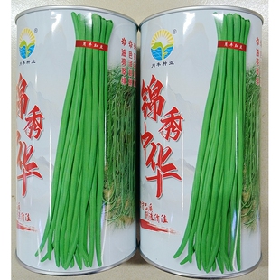 月丰锦绣中华豇豆种子翠绿条早中熟长豆角豆长缸豆江豆种籽500克