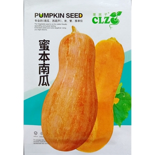 约35粒 蜜本南瓜种子长椭圆形甜面糯中晚熟大个长南瓜蔬菜种籽5克