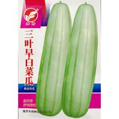 三叶早白菜瓜种子白皮青瓜角瓜种子生瓜生食炒食腌渍酱菜3克150粒