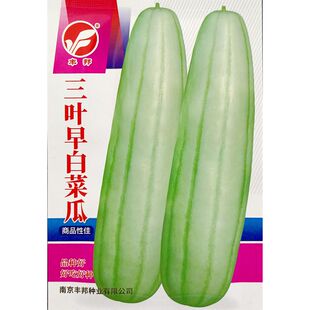 三叶早白菜瓜种子白皮青瓜角瓜种子生瓜生食炒食腌渍酱菜3克150粒
