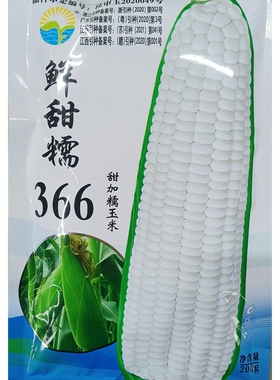 中苗鲜甜糯366白玉米种子加甜粒糯甜鲜食苞米苞谷籽200克约800粒