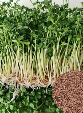 白萝卜籽发芽苗菜无土水培500克