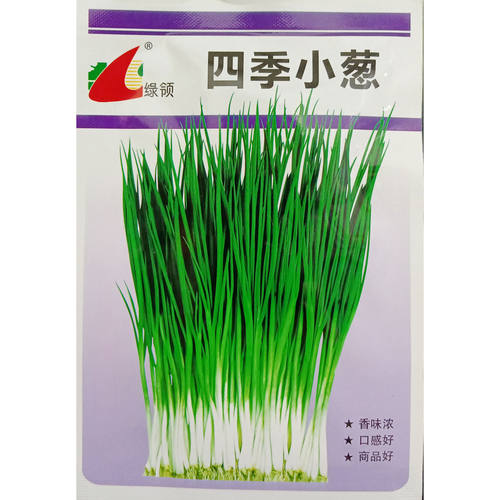 四季香葱种子小香葱种子春秋播种蔬菜种籽绿丰园10克/袋约1500粒