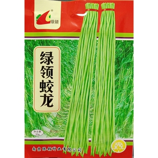 绿领蛟龙豇豆种子小叶绿白条长青豆角缸江豆种籽肉厚耐老30克