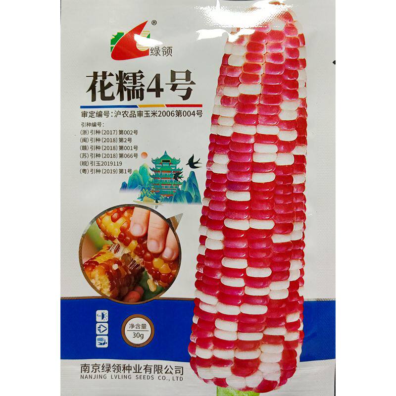 绿领花糯4号玉米种子鲜食紫糯花玉米香纯糯不甜苞米苞谷30克120粒