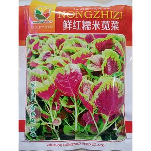 鲜红糯米苋菜种子红圆叶绿红大叶片花红汉菜汗菜旱菜种籽1斤500克