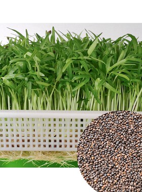 水培芽苗菜空心菜苗四季500克