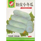 粉皮小冬瓜种子白皮小节瓜迷你传统品种春夏季 播种籽5克 约50粒