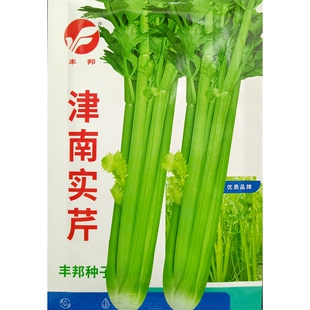 津南实芹种子实心香芹菜种籽绿茎青粗杆脆嫩春夏秋季播10克5000粒