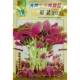 大棚专用特别红苋菜种子港种999大红圆叶花红汉菜汗菜种籽250克