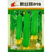 绿领新丝路818肉丝瓜种子短型杂交胖丝瓜水瓜种籽春夏10克约80粒