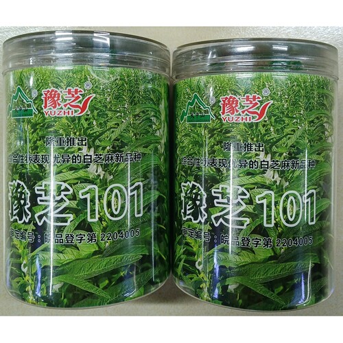 天中山豫芝101白芝麻种子200克