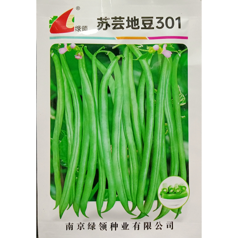 绿领苏芸地豆301四季豆矮不爬藤