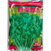 丰邦四季 500克 飘香香菜种子大叶芫荽耐热耐寒耐抽苔种籽春秋四季