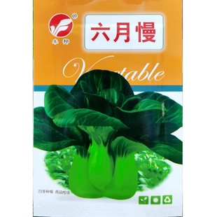 六月慢青菜种子青梗绿帮小白菜油菜耐寒耐抽苔种籽秋冬20克4000粒
