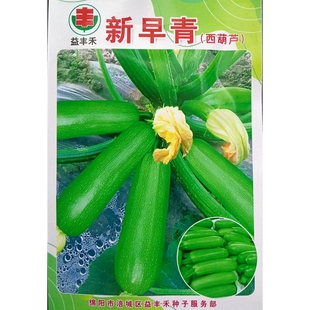 早生一代西葫芦种子角瓜菜瓜青瓜生瓜小瓜种子春秋播5克/袋约40粒
