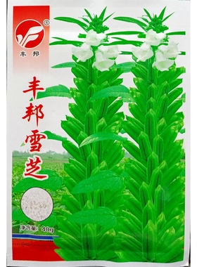 丰邦雪芝芝麻种子白芝麻高产稳产蔬菜种籽绿丰园春夏40克约万粒