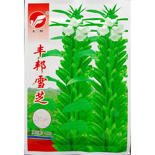 白芝麻种子高产春夏播种雪芝40克