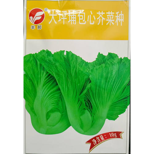 大坪埔包心芥菜种子10克