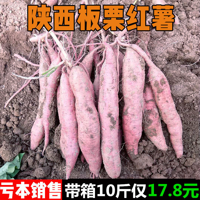 陕西沙地板栗红薯新鲜现挖大小番紫薯山芋干甜地瓜带箱10斤包邮