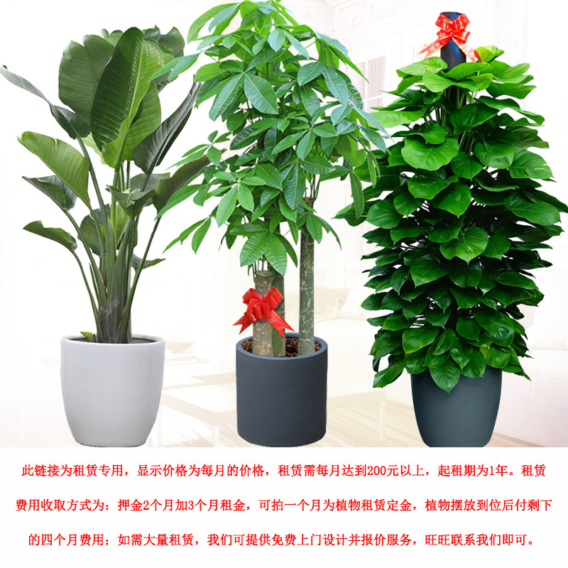 成都室内大植物租赁 租摆办公室写字楼植物绿化养护花卉代管绿萝