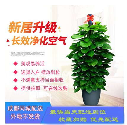 成都送货上门绿萝盆栽大型植物花卉阳台客厅办公室内空气除甲醛|ruв категории доставка цветов/цветок моделирования/растения садоводства, цветок/растения в горшках (новый), крупные растения/сочетание горшки готовой продукции - от Buy2taobao.com для оказания профессиональной услуги покупки агента Taobao