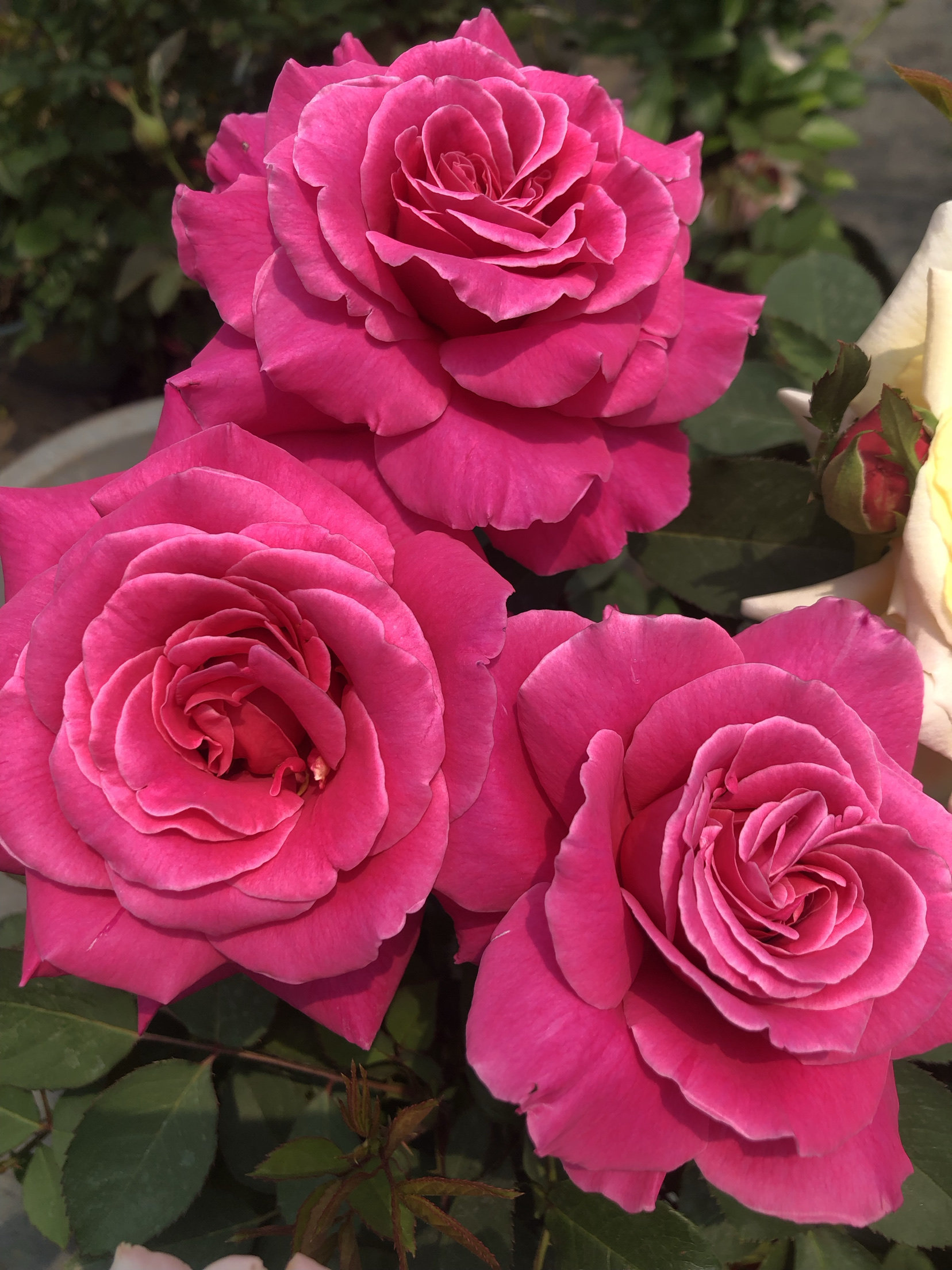 粉和平 庭院阳台盆栽观花植物花卉 大花月季花苗 四季开花