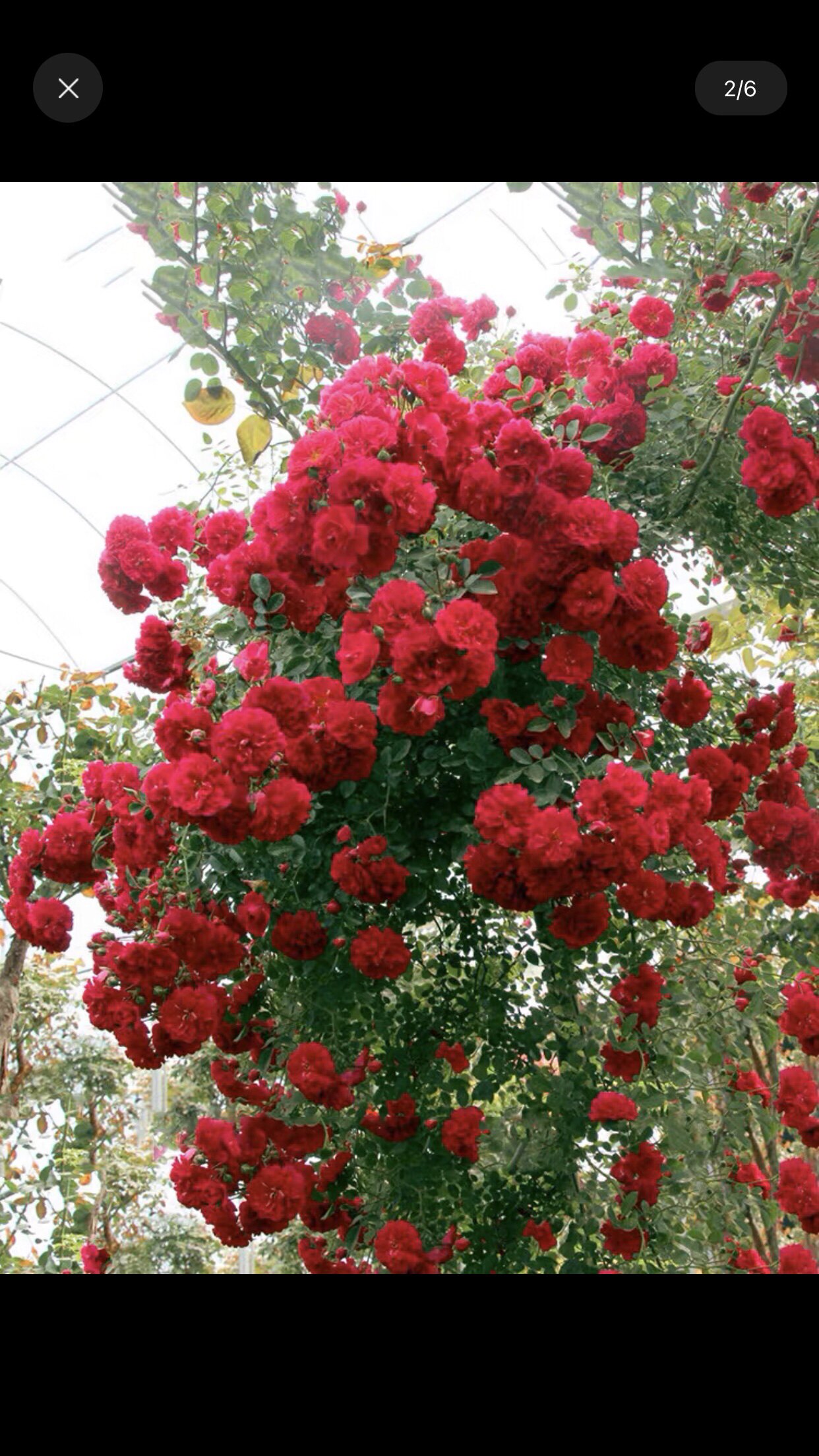 爬藤月季,四季红木香花墙花柱拱门