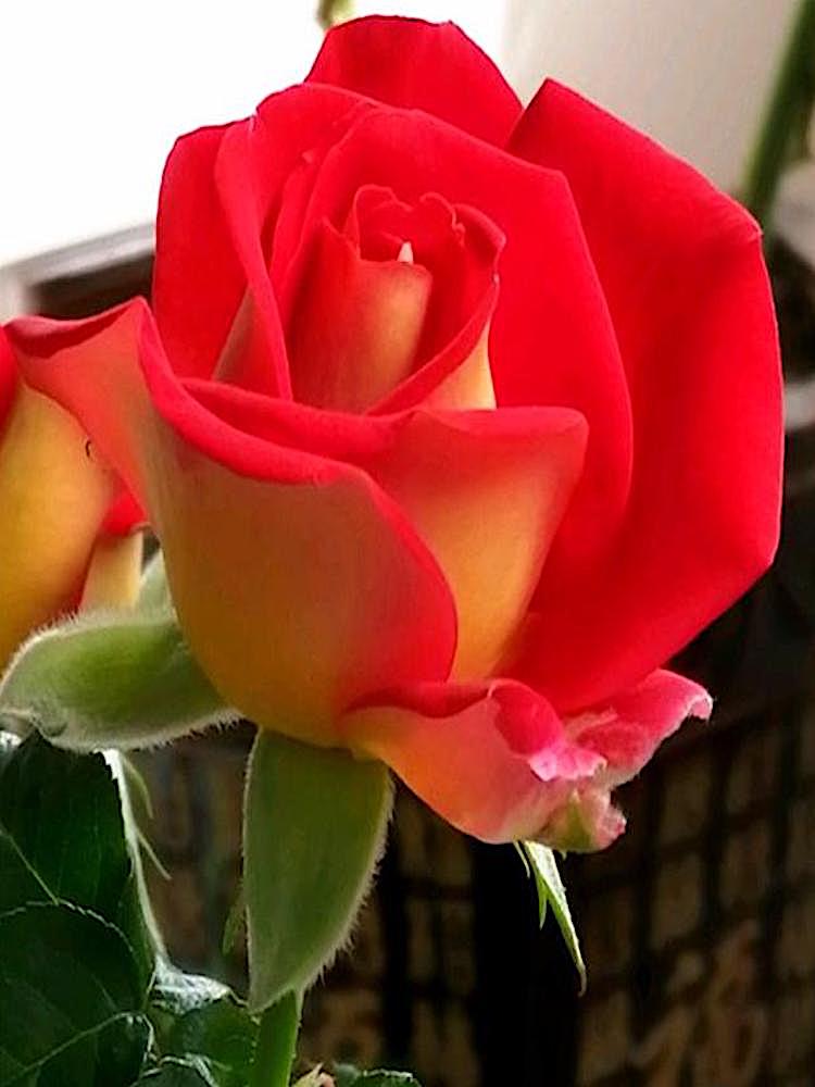 希望大花月季庭院地栽切花玫瑰阳台盆栽抗病耐寒耐旱分枝性好复色