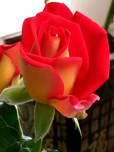 希望大花月季庭院地栽切花玫瑰阳台盆栽抗病耐寒耐旱分枝性好复色