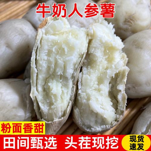 新鲜现挖白皮白心板栗红薯老品种白瓤牛奶人参薯粉面板栗地瓜红薯